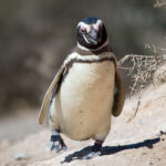 Почему некоторые пингвины живут на экваторе