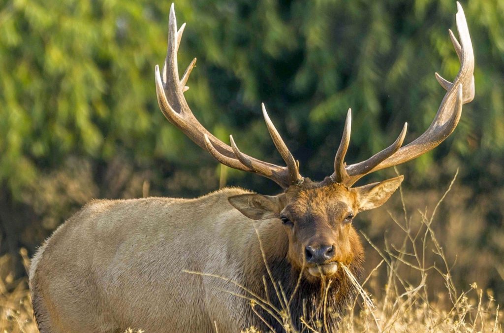 antler0