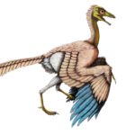Найден новый вид из «недостающего звена» между динозаврами и птицами