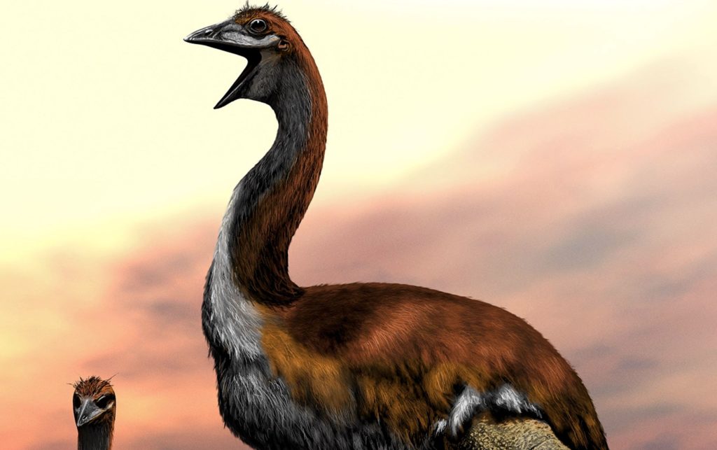 bird0