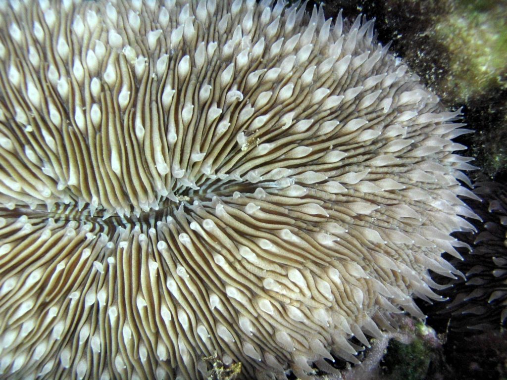 coral0