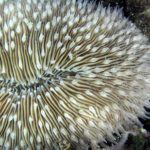 Криотехнологии обещают сохранить вымирающие кораллы