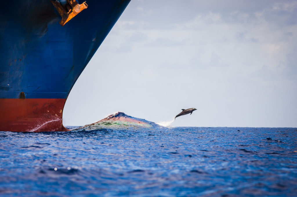 dolphin0