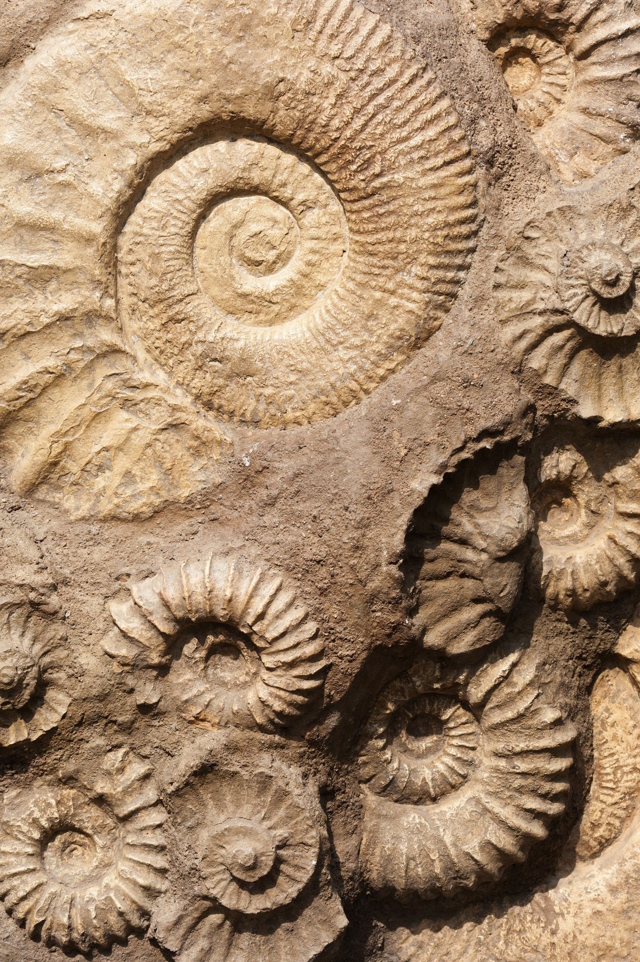 Организмы древних времен. Fossil Shell окаменелость. Ископаемые окаменелости Наутилус. Аммонит моллюск. Палеонтология окаменелости.