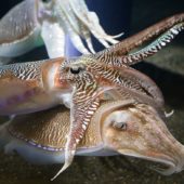 georgia_aquarium_-_cuttlefish_jan_2006