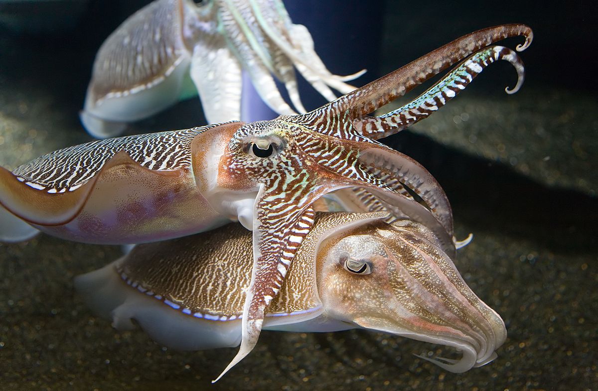 georgia_aquarium_-_cuttlefish_jan_2006