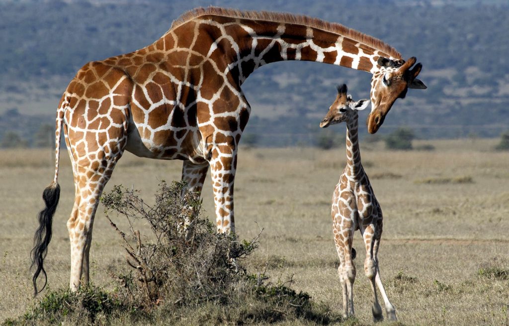 giraffe0