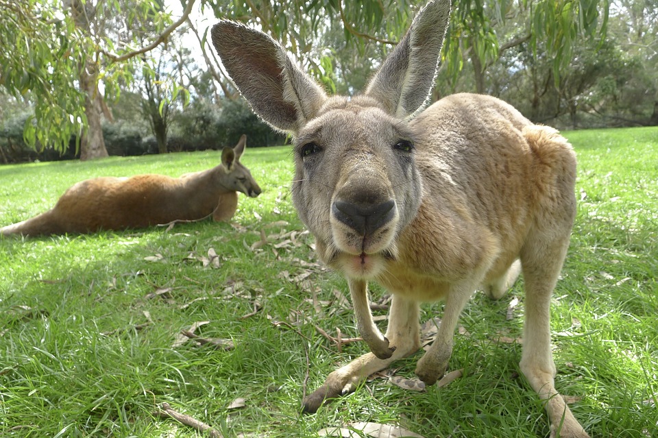 kangaroo-1186177_960_720