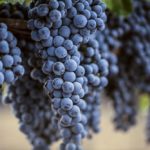 Вещество в виноградной кожуре защитит от рака легких