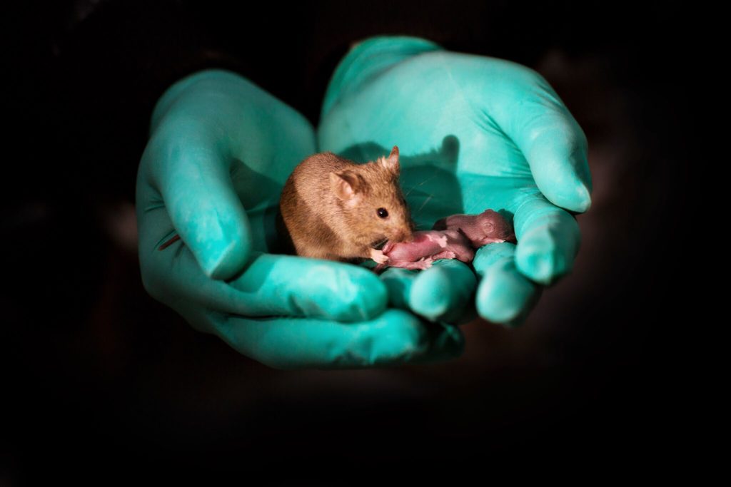 mice0