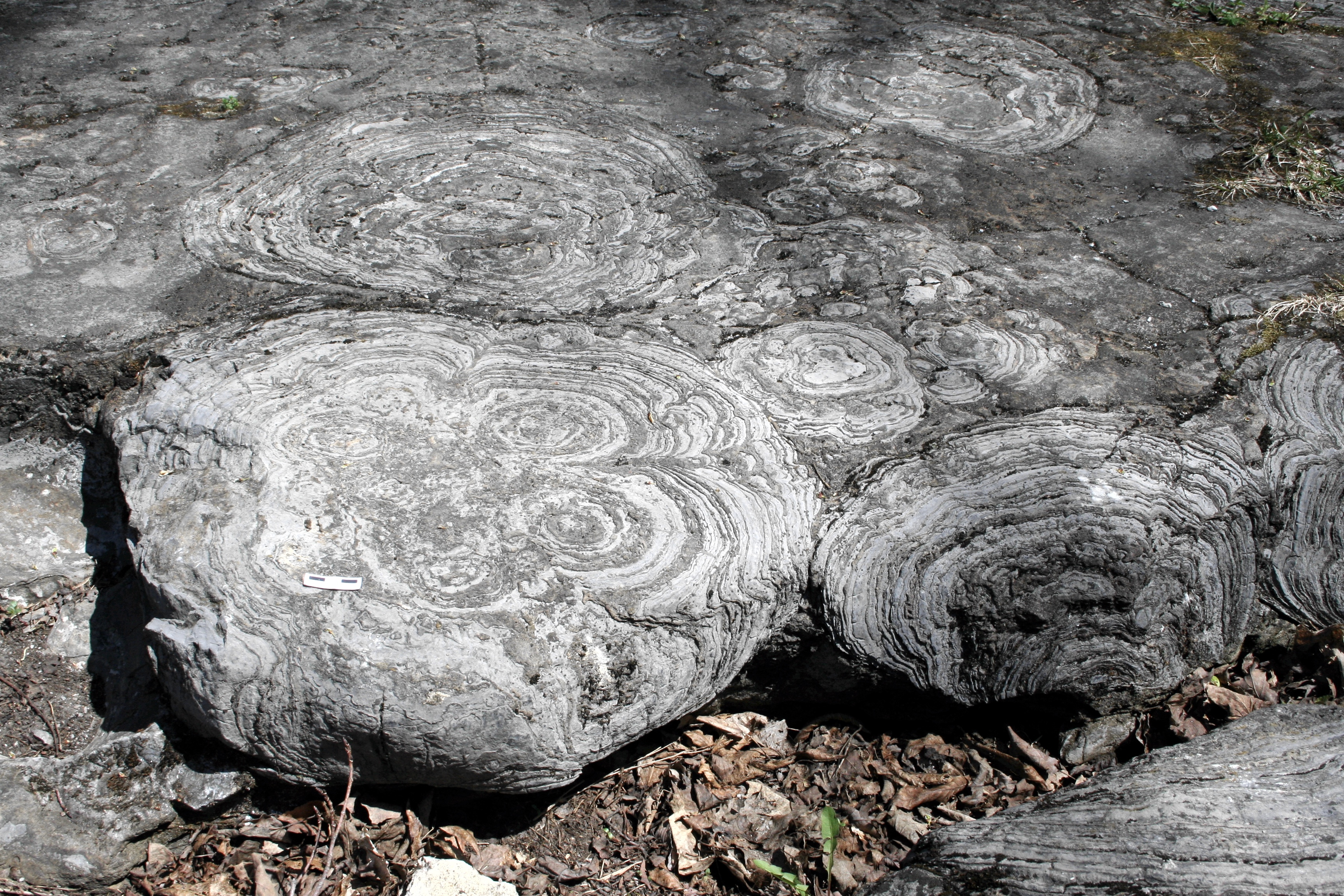 stromatolites0