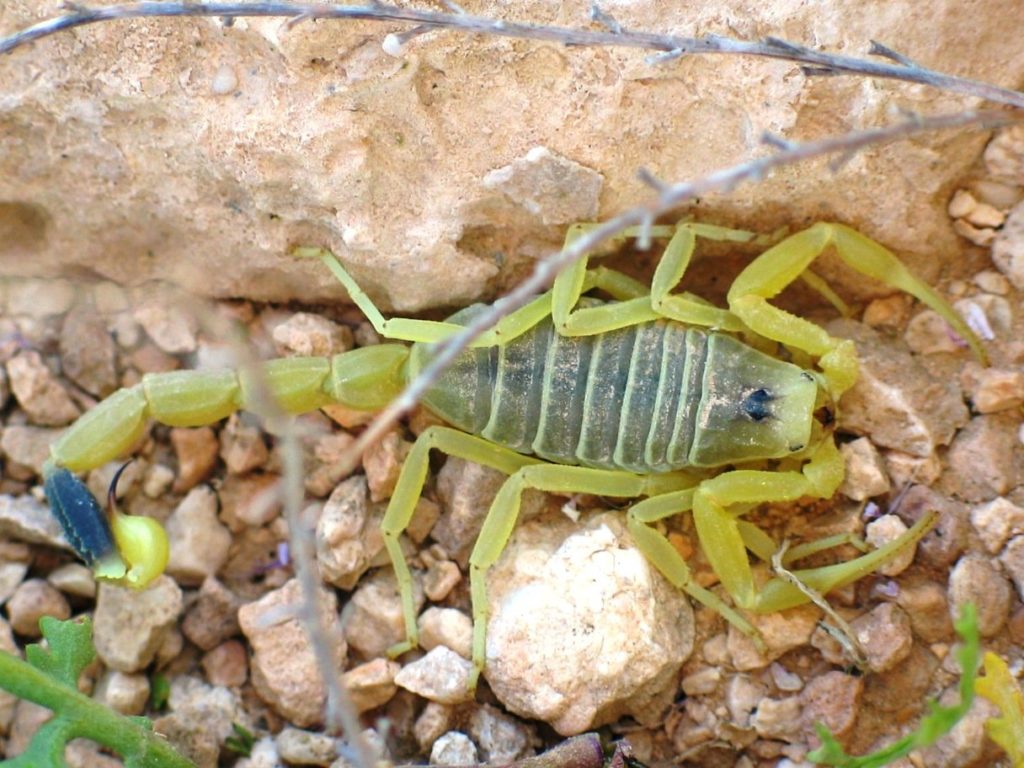 1-scorpionveno1