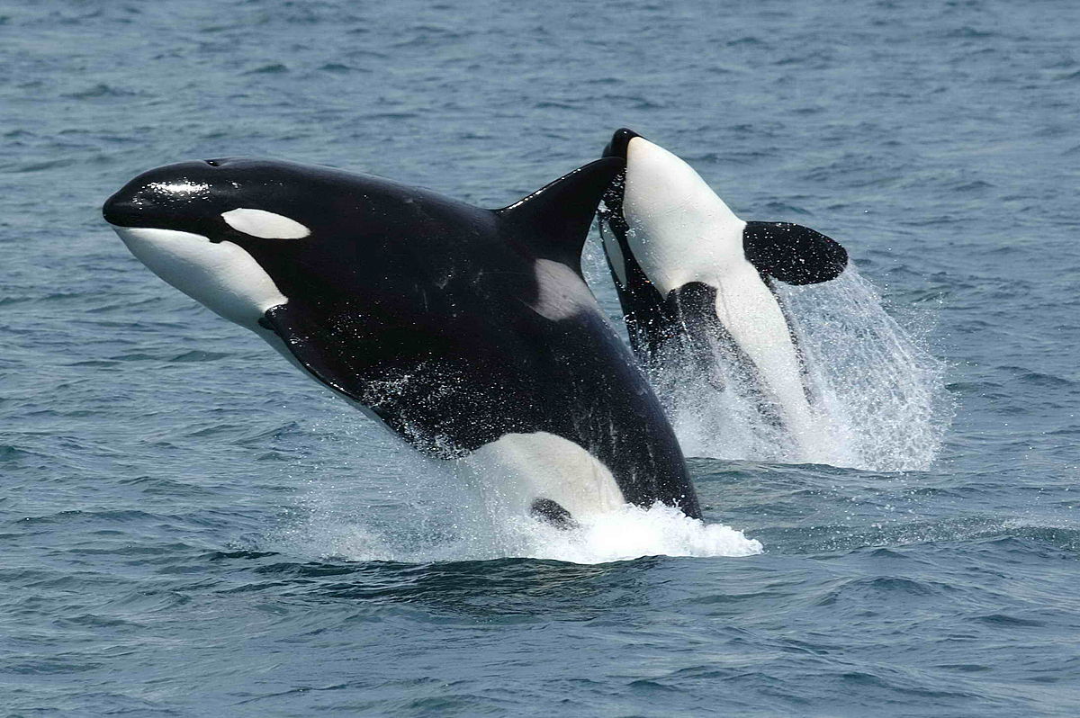 1200px-killerwhales_jumping