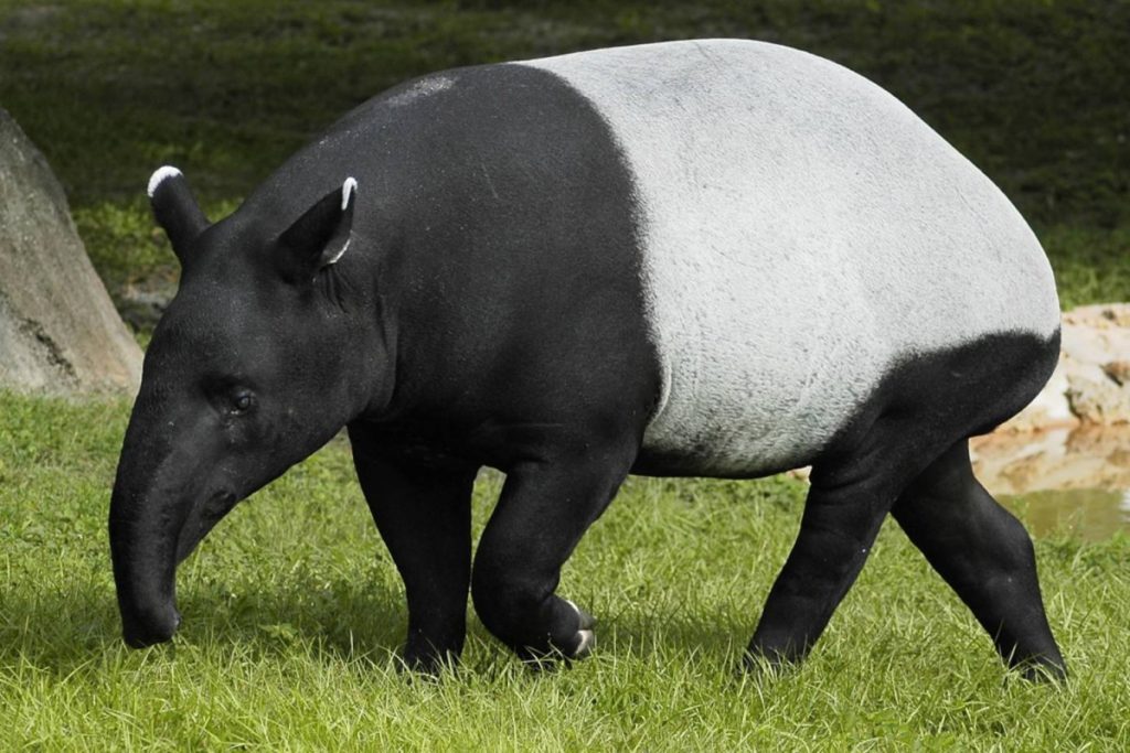 1445339931_tapir-1