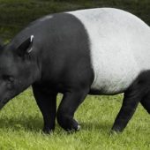 1445339931_tapir-1