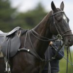 Ученые из Аргентины намерены выявить гены лошади, которые позволят им стать чемпионами в поло