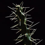 Биологи объяснили невероятную прочность шипов кактуса их структурой