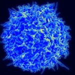 Иной взгляд на биологию Т-клеток приведет к новому способу лечения рака и аутоиммунных заболеваний