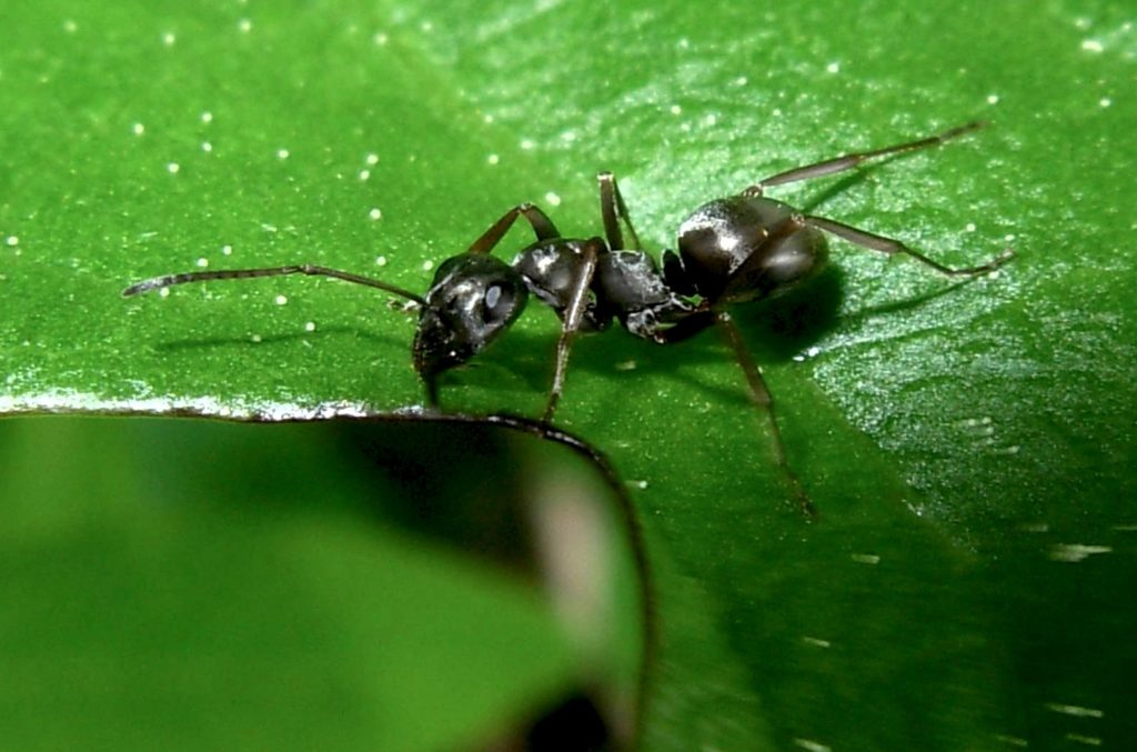 ant0