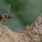 Ученые проследили историю симбиоза муравьев и растений