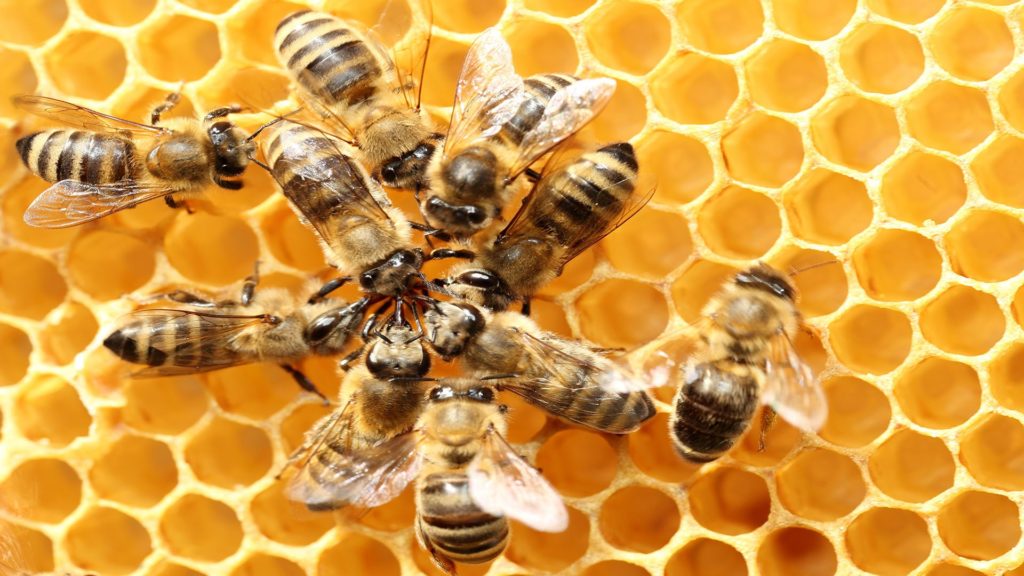 bees0