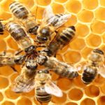 Генетический сбой привел к появлению «многополых» пчел