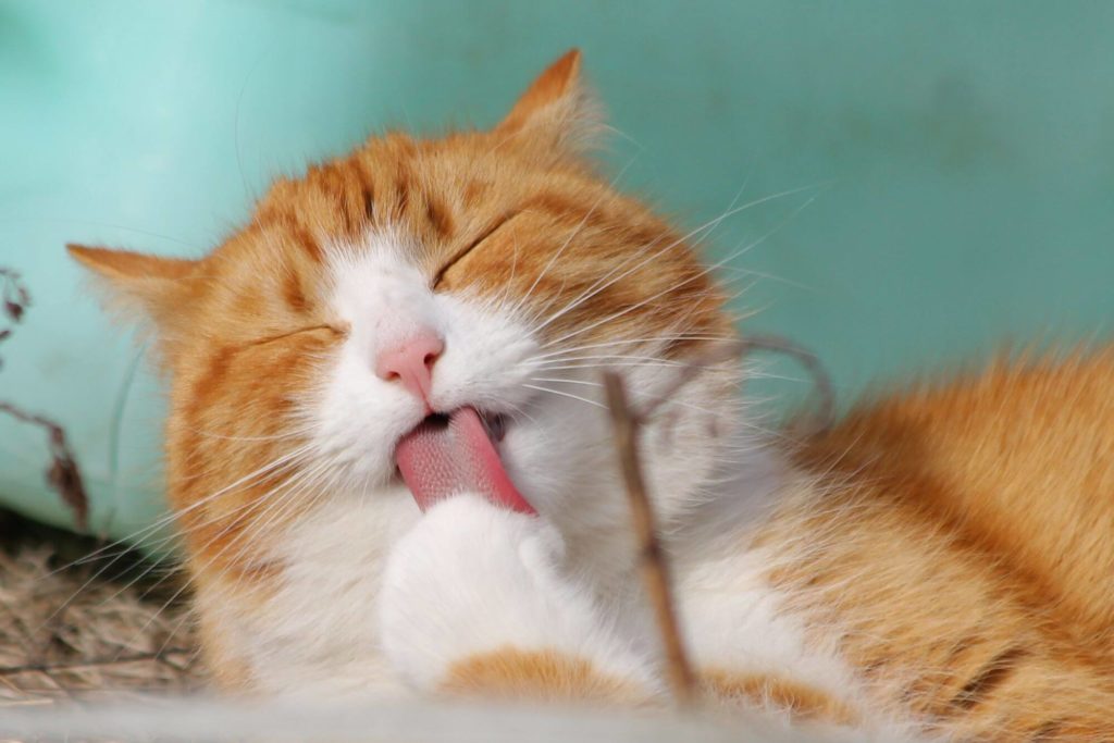 cat0