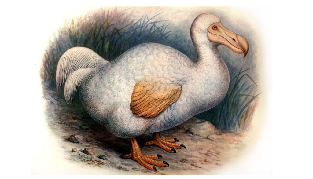 dodo_gl