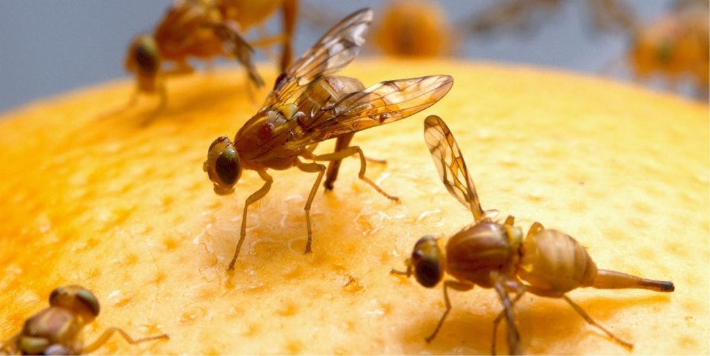 fruit-flies-5209051920jpg