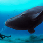 Флот США сокращает активность из-за угрозы китам