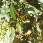 В Китае обнаружили чайное дерево, не содержащее кофеина