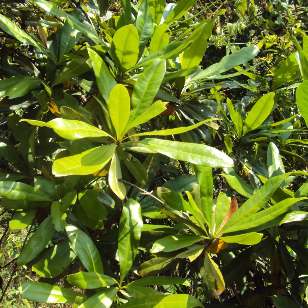 image_6624_1e-ancistrocladus1