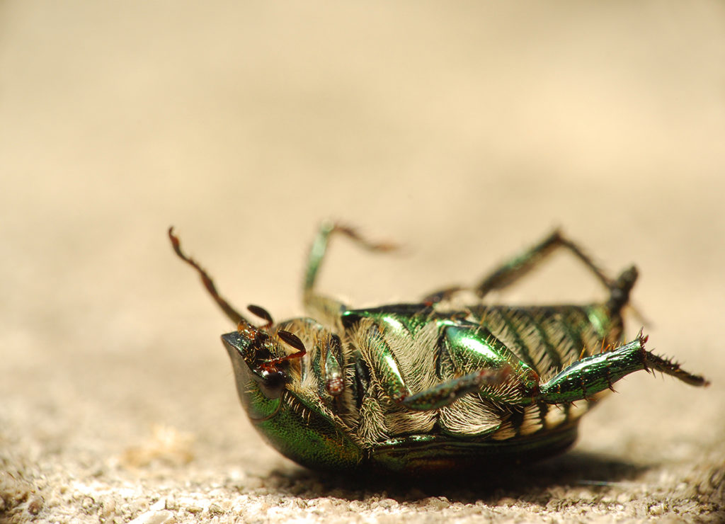 insects-disappeared-planet-orig