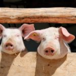 Китай подтвердил первые случаи африканской чумы свиней в Пекине