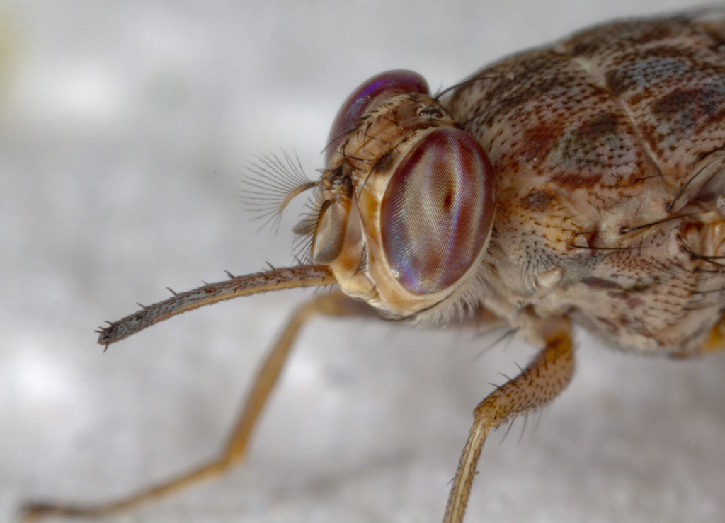 la-sci-sn-how-the-tsetse-flys-savage-bite-caus-001