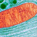 Гибрид бактерий и дрожжей раскрыл загадки происхождения митохондрий