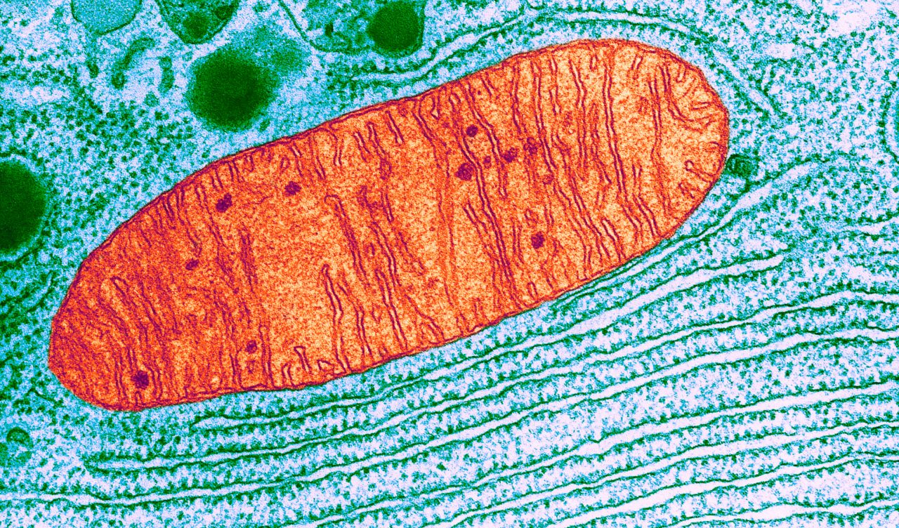 Микрофотографии органоидов клетки