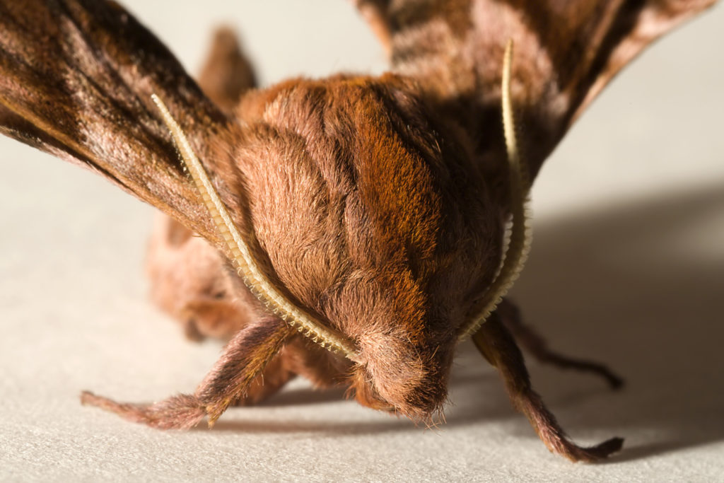 moth0