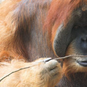 orangutan0