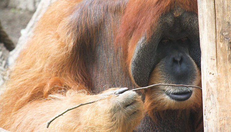 orangutan0