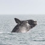 Популяция северного гладкого кита резко снижается из-за деятельности человека в Атлантике