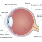 Ученые обнаружили, что прионная инфекция может распространяться через глаза