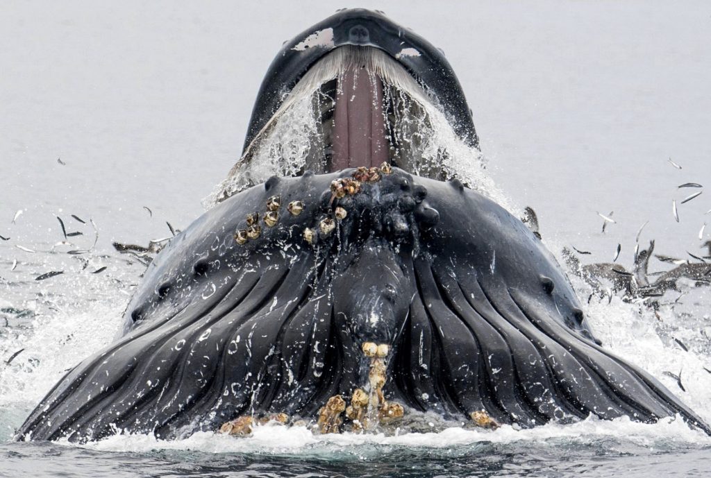 whale0