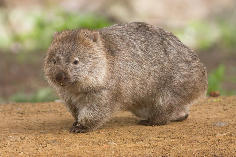 wombat0