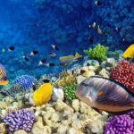 Ученые разгадали тайну специфичной окраски рифовых рыб