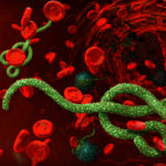 Найден человеческий белок, подавляющий репликацию вируса Эбола