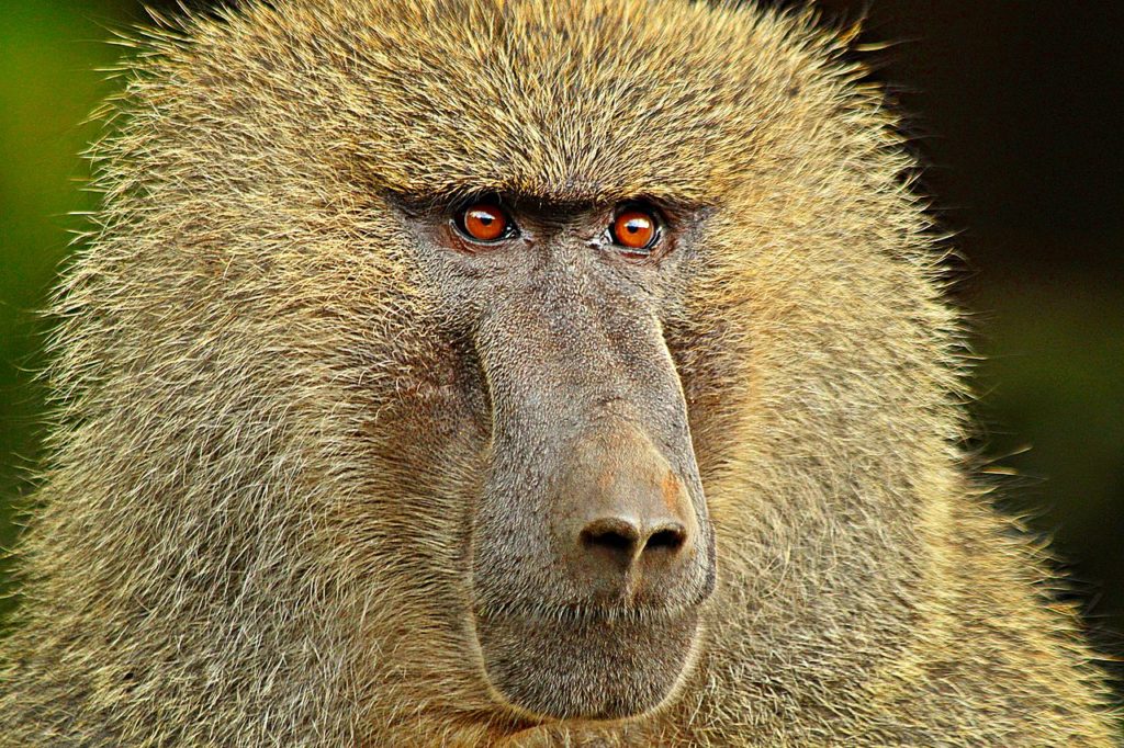 baboon-e