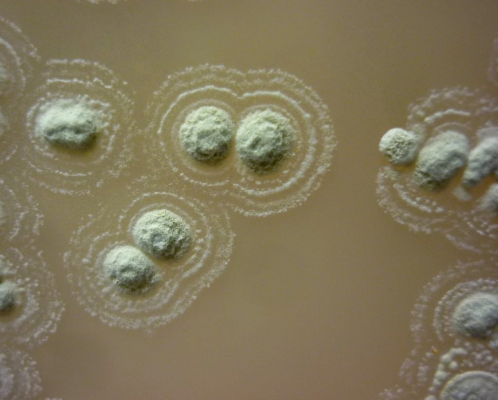 bacteriafoun