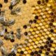 Ученые продемонстрировали репродуктивный паразитизм «пчел-повстанцев»