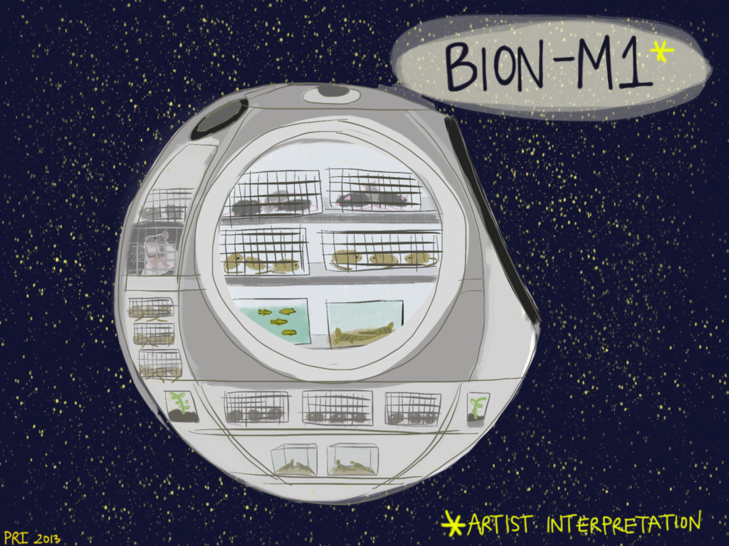 bion-m1-interpretation1